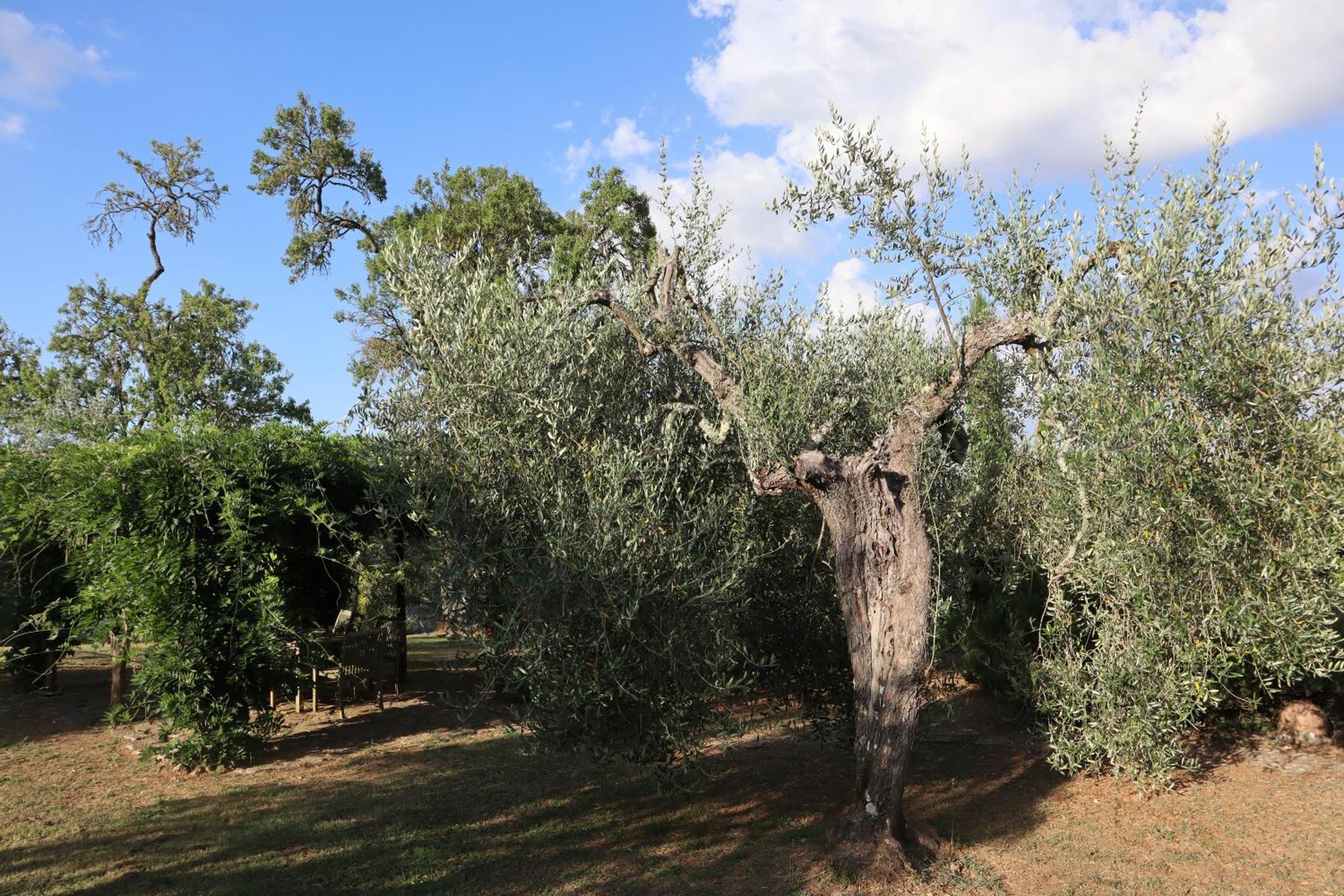 Bed and Breakfast Abbadia Wine Relais Montefollonico Exterior foto